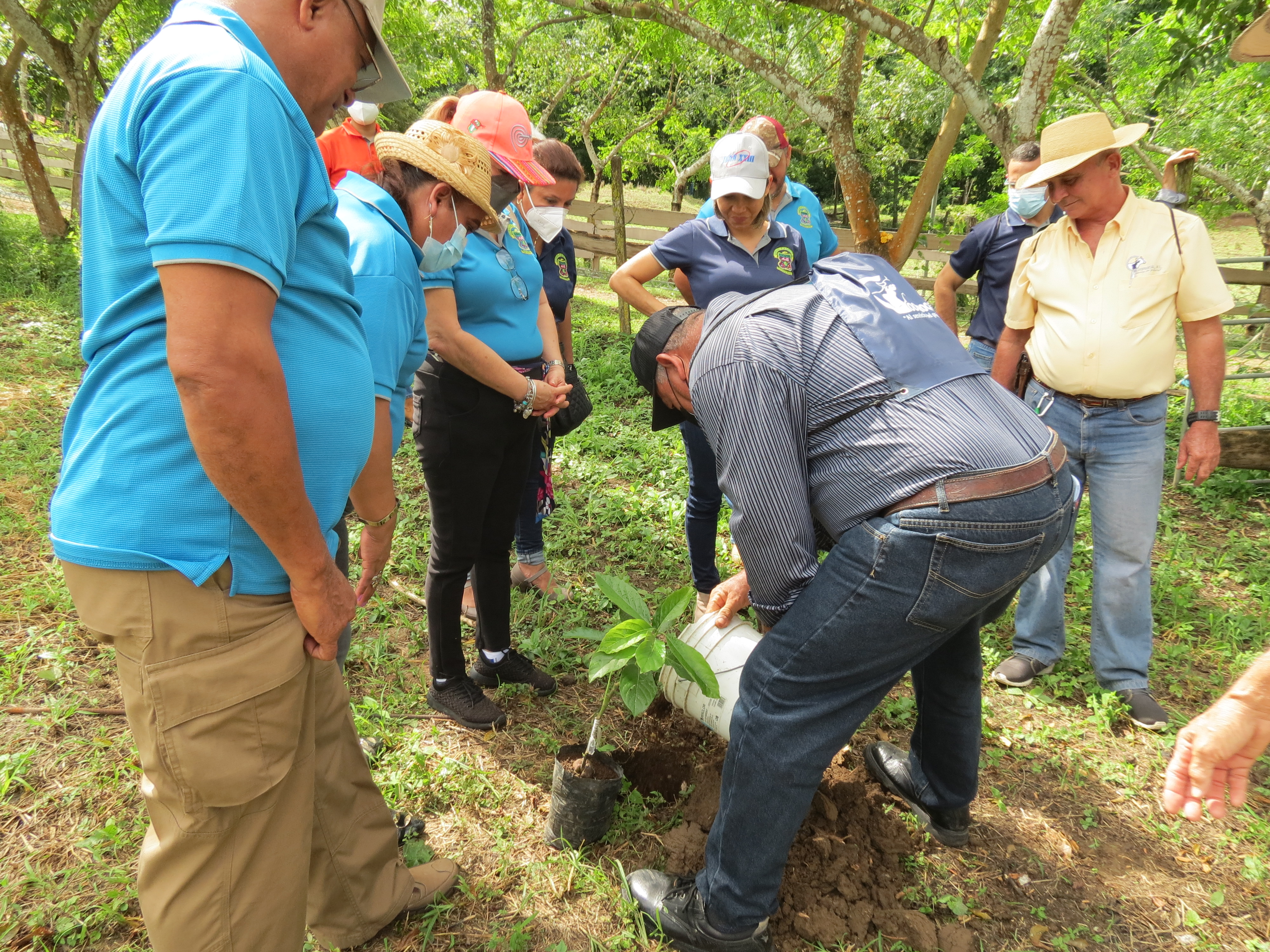 Plantaciones